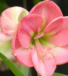 Hippeastrum всички нюанси на грижите за цветя в дома фото и видео