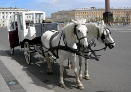 Картаген в България - всички спецификата на използването му, включително правилата за движение (Транспорт) Картаген в България - всички спецификата на използването му, включително регламенти