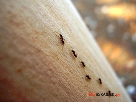 Как да се отървем от мравки в частен дом е най-лесният начин