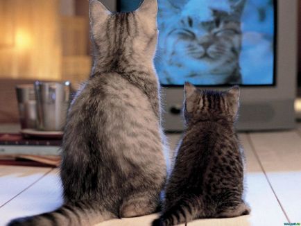 Котките виждат света