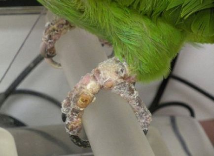 Как за лечение на кърлежа папагал