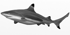 Как да се направи акула, акула етапа на изтегляне молив