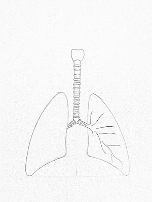 Как да се направи етапи дробовете молив на човек