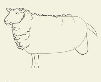 Как да се направи овце в етапа