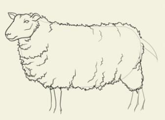 Как да се направи овце в етапа