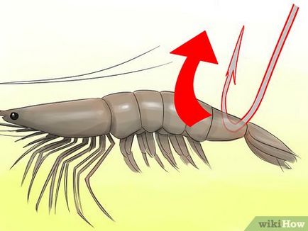 Как да се засадят скаридите кука