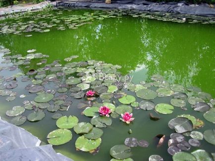 Как да се чисти организма на вода в страната от цъфтежа и миризма на вода