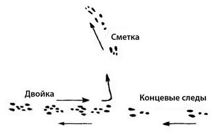 Как да се издирват заек с подход, без куче