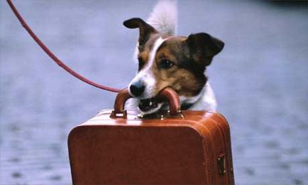 Как да се транспортира на кученце с влак