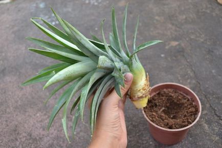 Как да се засадят и отгледате ананас у дома (снимка), изберете