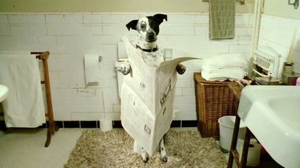 Как да се научи кучето си да тоалетна в къщата за апартамент
