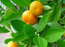 Как да се засадят Mandarin у дома