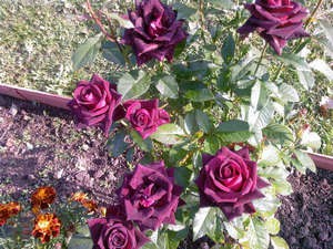 Как да се засадят рози през пролетта и есента в дома и градината