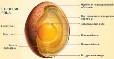 Тъй като птиче развива в яйцето
