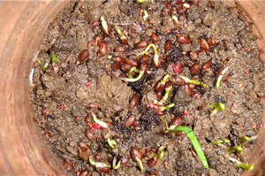 Как да расте една пета от семената у дома и на парцела