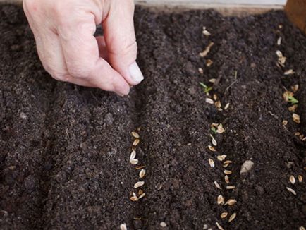Как да расте едно пето, изберете посадъчен материал, извършване на земя