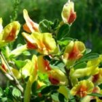 Calathea цвете грижи у дома прехвърляне и размножаване