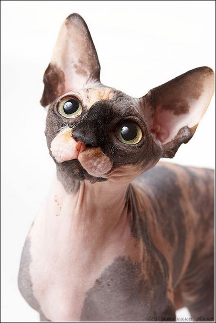Sphynx - поддръжка и грижи, yovo4ka (канадски) Sphynx - поддръжка и грижи, yovo4ka