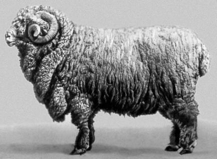 Кавказки порода овце - agroxxi