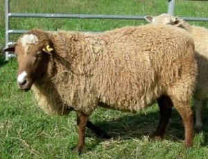 Кавказки овце порода, снимка, характеристики и описание
