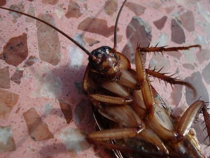 Какво се появяват хлебарки в знак на апартамент не е съгласен с правилата на канализация