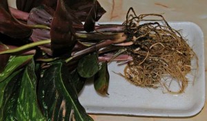 Цвете стая Calathea - грижи, размножаване и пресаждане у дома, сортове, видове и