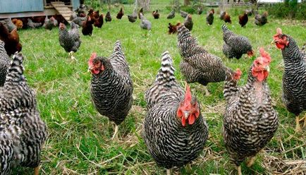 Хранене на кокошки носачки у дома какво да се хранят, как да се хранят, състава на фуража, фуражът