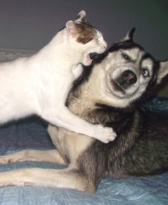 Котка и куче животно мирно съжителство в рамките на същия апартамент