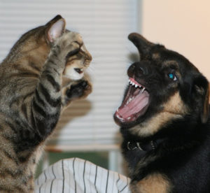 Котка и куче животно мирно съжителство в рамките на същия апартамент