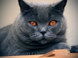 размножават описание котка резедаво и основна информация, характеристики и грижи (снимка)