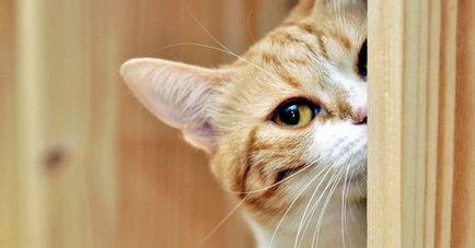 Котката дойде в знак на къща (знак) Котката дойде да подпише къщата