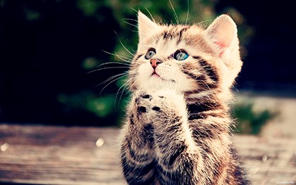 Котката дойде да подпише къщата (котка) Котката дойде да подпише къщата
