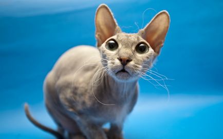 Котки, които не миришат и не хвърлят - списък на най-добрите породи - новини за животните в човешкия свят