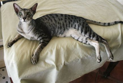 Котки, които не предизвикват алергии порода и грижа за съвети - Новини за света на животните Хора