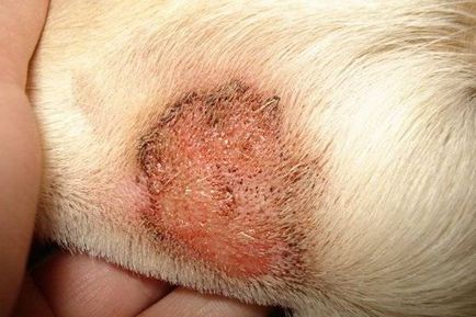 Кожни заболявания при кучета снимка, симптоми, лечение