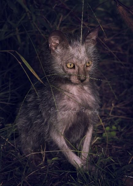 Лика (lykoi) - котки, върколаци