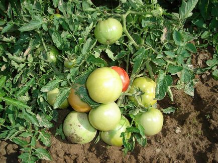 Повечето джуджета сортове домати за открито поле най-добрите домати реколта, избор на по-рано и