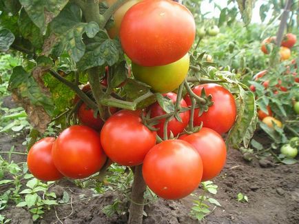 Повечето джуджета сортове домати за открито поле най-добрите домати реколта, избор на по-рано и