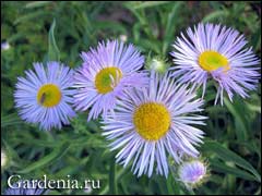 Erigeron, erigerony