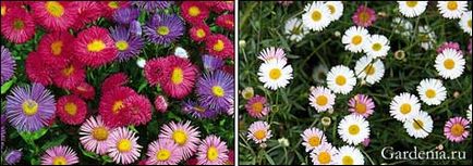 Erigeron, erigerony (erigeron) Erigeron, erigerony