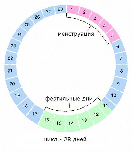 На менструалния цикъл и неговите фази