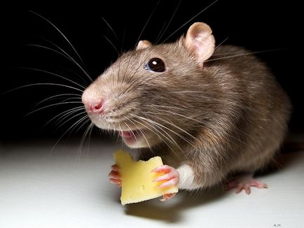 Мишка в къщата или апартамента - знак, на който