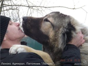 Мога ли варени картофи кученце, моето кученце (това е невъзможно да се хранят кучетата) Мога ли варени картофи кученце, моето кученце