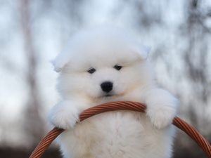 Мога ли варени картофи кученце, моето кученце (може) Мога ли варени картофи кученце, моето кученце