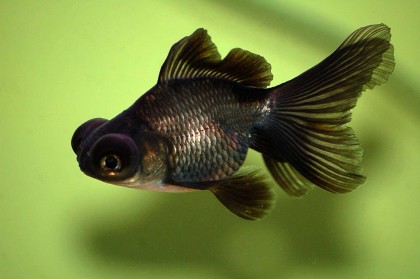 Име на декоративни риби снимка видео каталог видове, аквариумни рибки