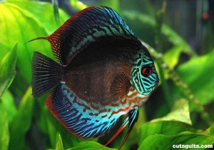 Име на декоративни риби снимка видео каталог видове, аквариумни рибки
