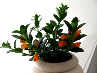 Nematanthus цвете грижи в дома и развъждане