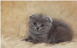 Необичайни имена за сиви котки момчета да се обадя британски и шотландски котенца