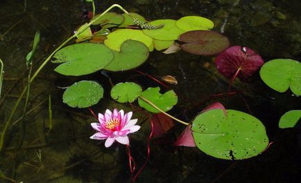 Nymphaion (водна лилия) засаждане на правила и грижи на водна лилия