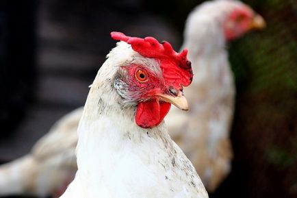 Преглед на Пушкин пиле порода, развъждане тайни, снимки и коментари на земеделските производители